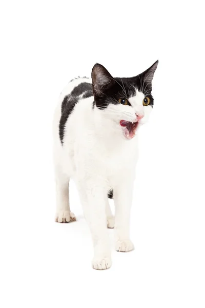 Μαύρο και άσπρο γάτα, περπάτημα το στόμα ανοιχτό — Φωτογραφία Αρχείου