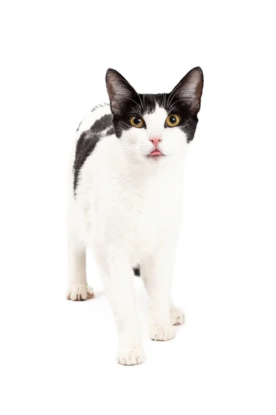 Černá a bílá kočka s jazyk z úst — Stock fotografie