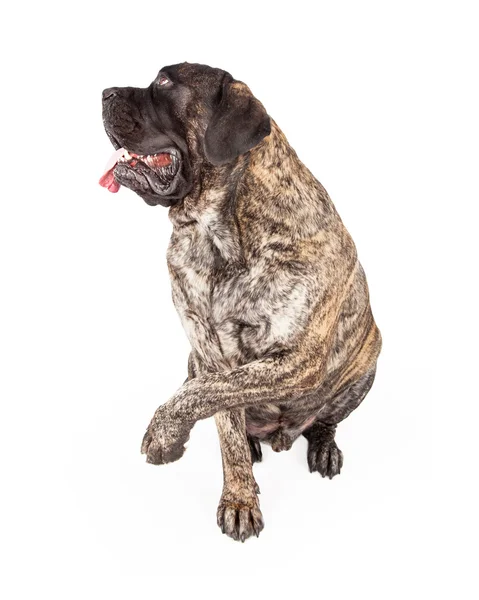 Pençe yükselterek brindle İngiliz Mastiff köpek — Stok fotoğraf
