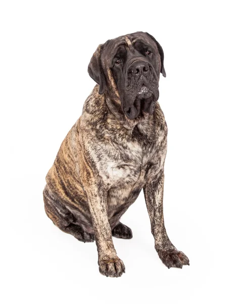 Žíhaná anglická doga pes sedící — Stock fotografie