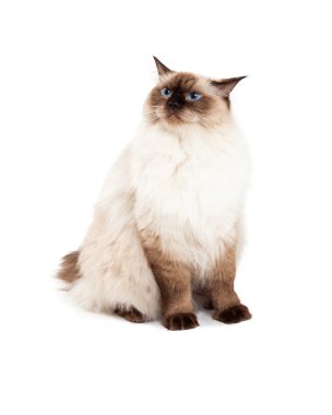 Meraklı Ragdoll kedi oturma