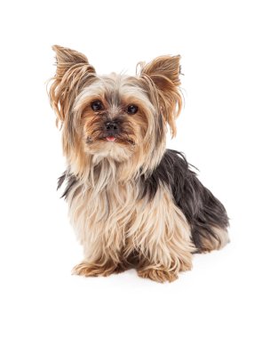Curious Yorkshire Terrier Dog Sitting Looking Forward clipart