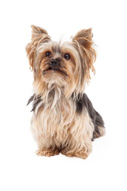 Sevimli Yorkshire Terrier köpek oturma seyir ön