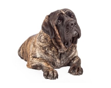 Kafa atma İngiliz Mastiff köpek eğik