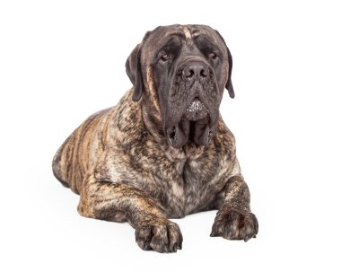 İngiliz Mastiff köpek ciddi ifade