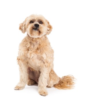 Huysuz Malta ve fino köpeği Mix köpek oturma