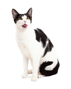 Aç görünümlü siyah ve beyaz kedi oturma