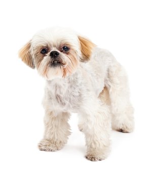 Meraklı Malta ve fino köpeği Mix köpek ayakta