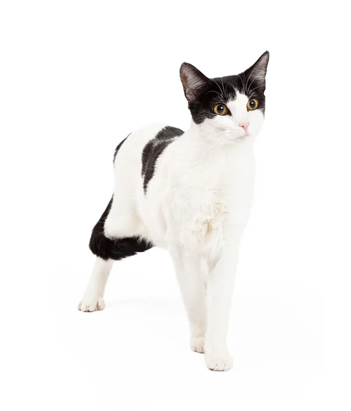 Curioso preto e branco gato de pé — Fotografia de Stock