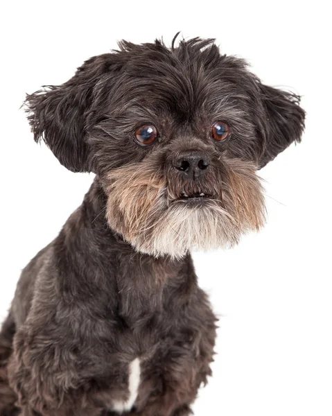 Cute Mixed Breed Small Dog Headshot — Stock Photo, Image