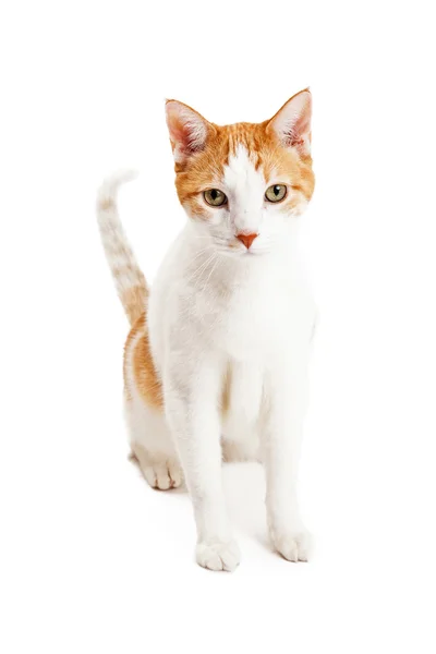 Lindo naranja tabby gato sentado —  Fotos de Stock