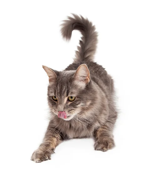 Niedliche gestromte Katze leckt Lippen — Stockfoto