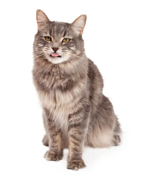 Lindo gato tabby sentado y sacando la lengua —  Fotos de Stock