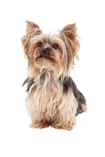 Ładny Yorkshire Terrier pies siedzi patrząc w przyszłość — Zdjęcie stockowe