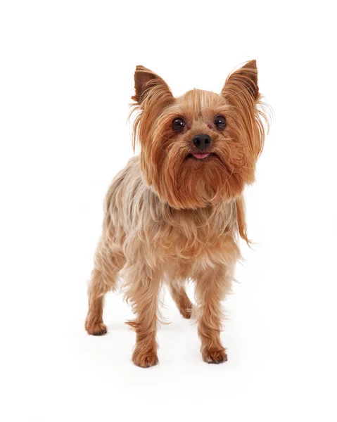 Schattig Yorkshire Terriër hond met tong uitsteekt — Stockfoto