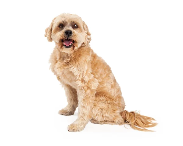Emocionado perro maltés y mezcla de caniche — Foto de Stock