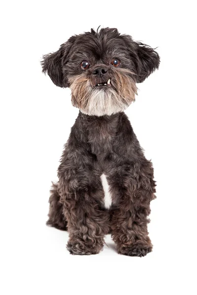 Raza mixta divertida Pequeño perro sentado — Foto de Stock