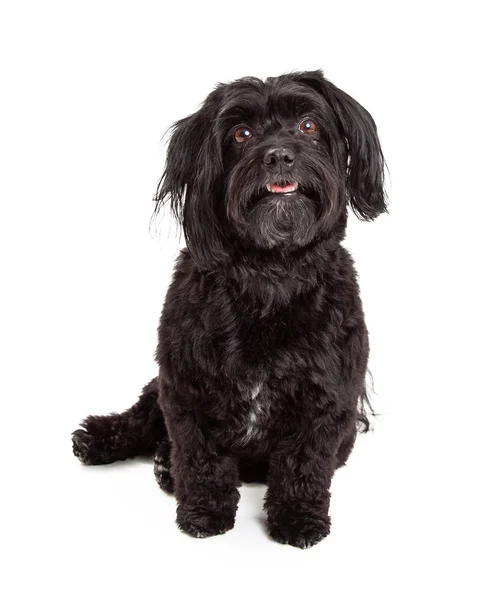 Gorgeous Havanese Dog Sitting With Mouth Open — Stock Photo, Image