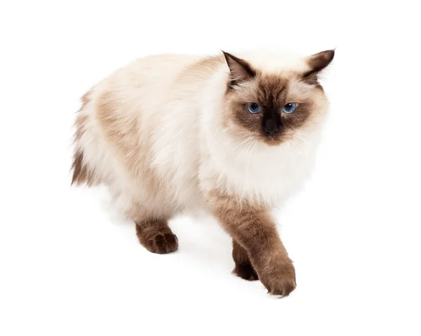 Prachtige Ragdoll kat lopen — Stockfoto