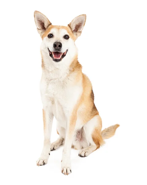 Mutlu Avustralyalı büyükbaş hayvan köpek ve Shiba Inu Mix — Stok fotoğraf