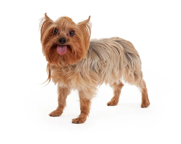 Happy Yorkshire Terrier Dog Standing With Open Mouth — Stock Photo, Image