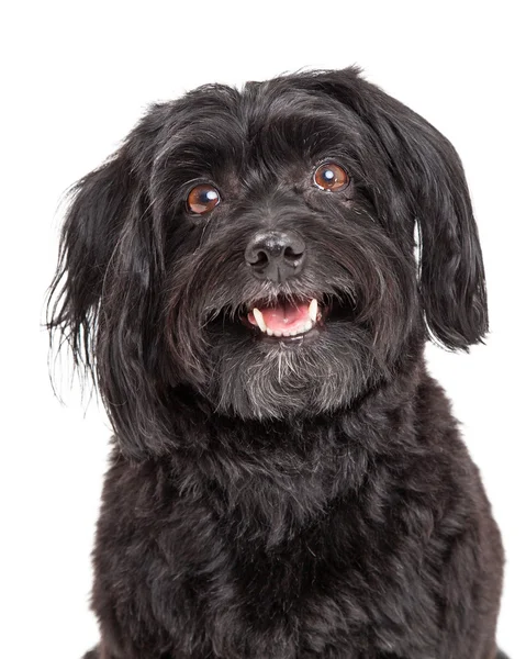 Chef Shot av nyfiken Havanese hund med munnen öppen — Stockfoto