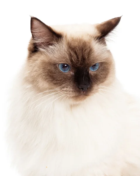 Headshot of Beautiful Ragdoll Cat — Stock Photo, Image