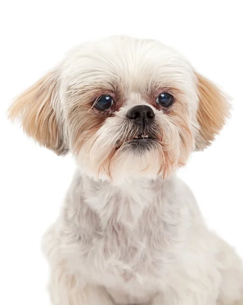 Headshot di mix di cani maltesi e cagnolini — Foto Stock