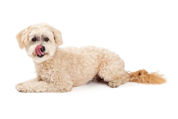 Maltês e Poodle Dog Mix Deitado e Lambendo Lábios — Fotografia de Stock