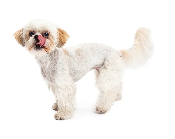 Maltese and Poodle Mix Dog Licking Lips — Stock Photo, Image