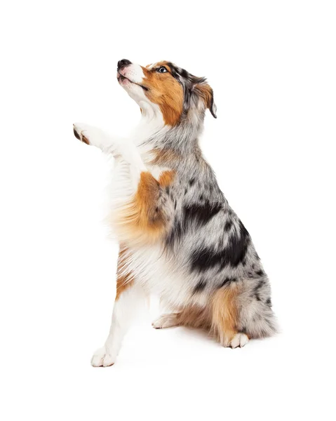 Obedient Australian Shepherd Dog Offers Paw — Stock Photo, Image