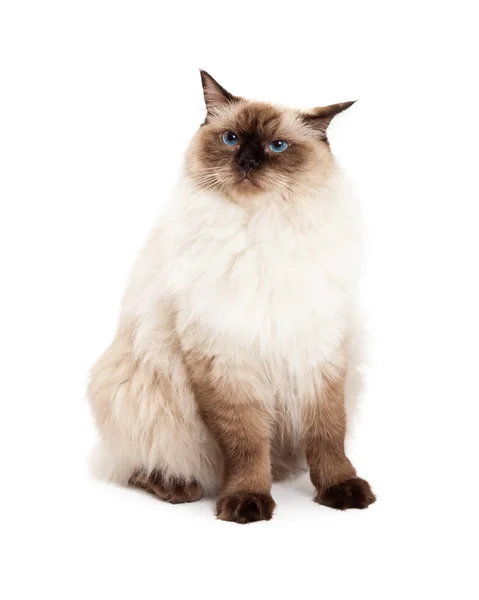 Ragdoll-Katze sitzt mit neugieriger Miene — Stockfoto