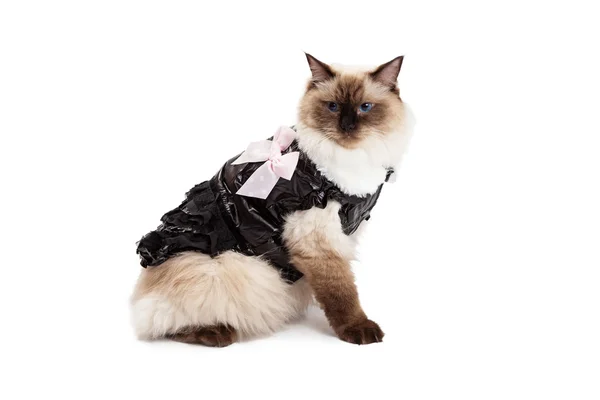 Regal Ragdoll Cat in Brown Dress with Pink Bow — стоковое фото