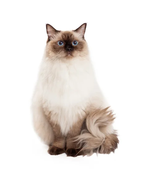 Regal Ragdoll kot siedzący — Zdjęcie stockowe