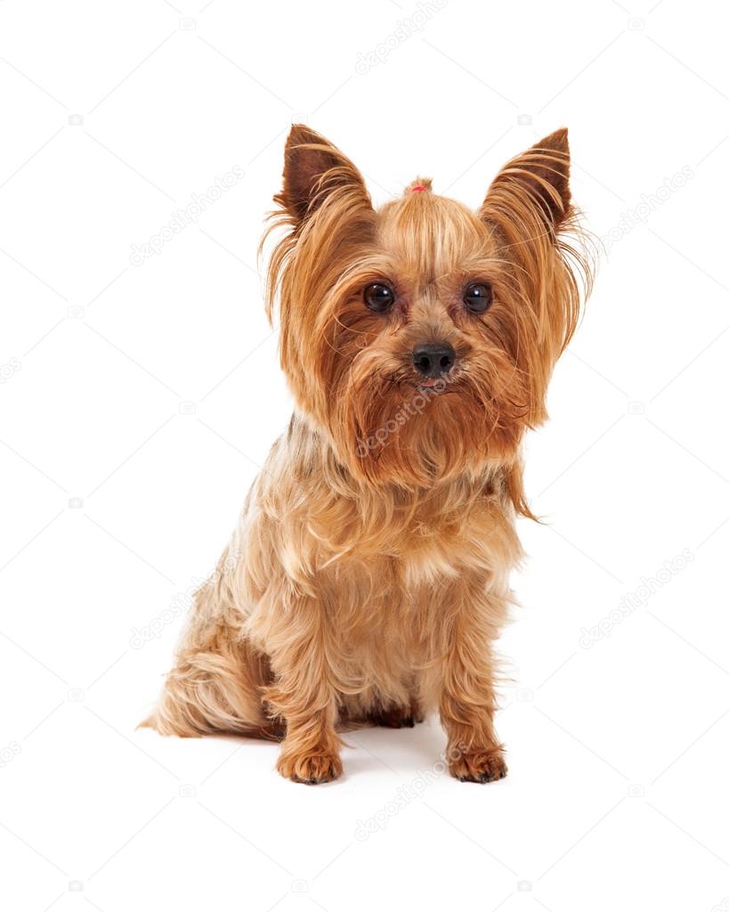 Cute Yorkshire Terrier Dog Sitting Looking At Camera
