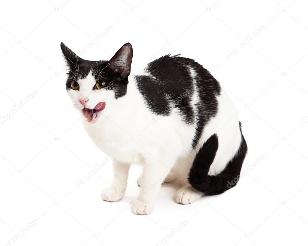 Gorgeous Black and White Cat Licking Lips — Stock Photo