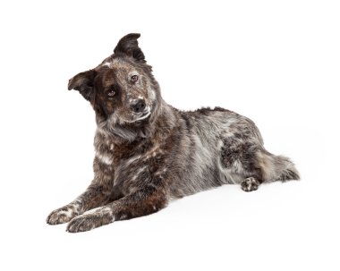 Avustralyalı çoban karıştırmak doğurmak köpek döşeme