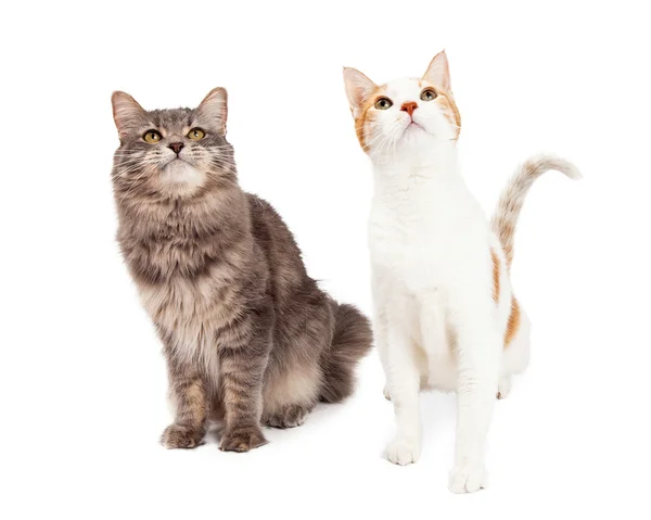 Two Tabby Cat Sitting and Looking Up To The Sky — Stock Photo, Image