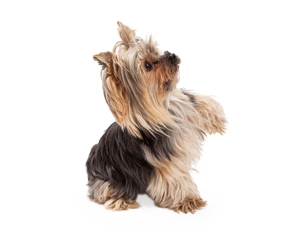 Yorkshire Terrier cachorro sentado e estendendo a pata — Fotografia de Stock