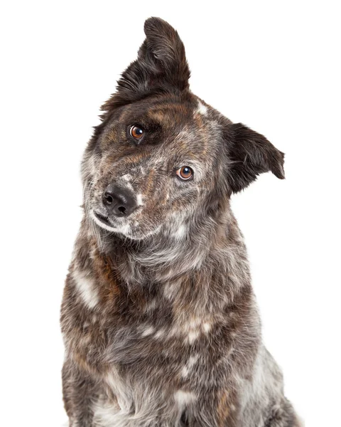 オーストラリアン ・ シェパードのミックス犬のクローズ アップ — ストック写真