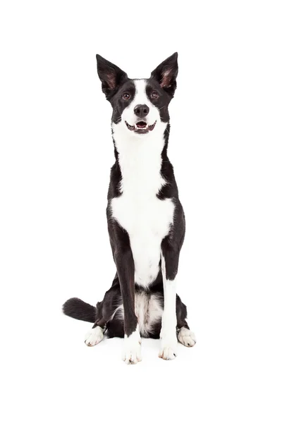 Border Collie Mischlingshund sitzend — Stockfoto