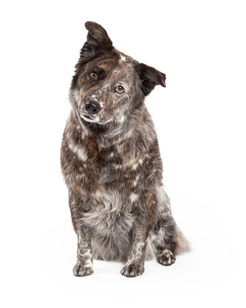 Owczarek australijski Mix rasy pies siedzi — Zdjęcie stockowe