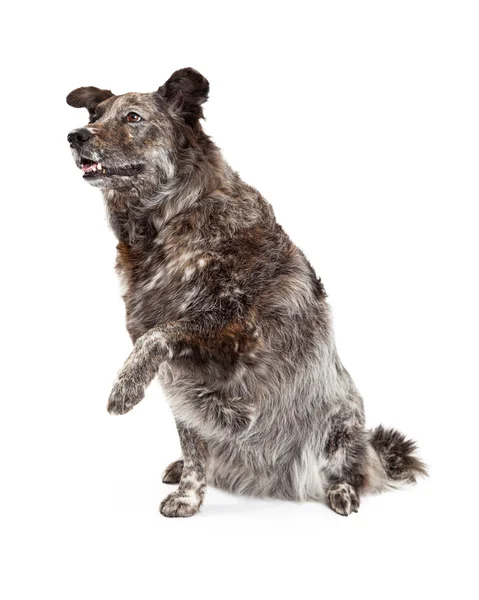 Pies rasy Owczarek australijski Mix i wstrząsnąć łapa — Zdjęcie stockowe