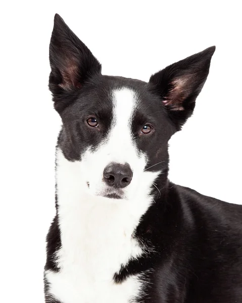 Border Collie Mix Breed Dog — стоковое фото