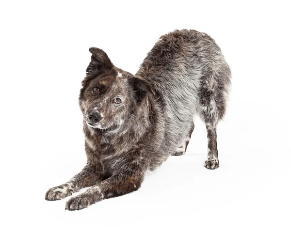 Австралийская овчарка Mix Breed Dog Bowing — стоковое фото