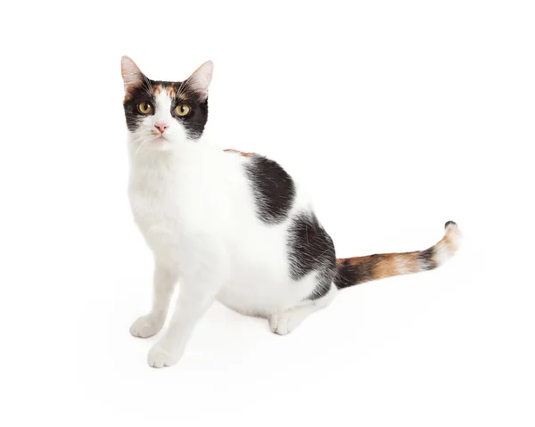 Hermoso gato de Calico sentado —  Fotos de Stock