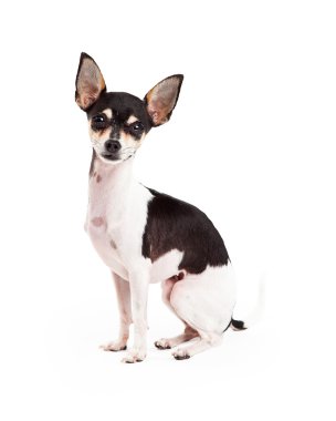Çok güzel Chihuahua köpek oturma