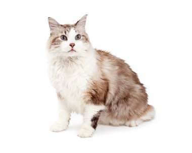 Attentive Ragdoll Cat Sitiing clipart