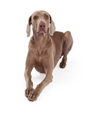 Döşeme özenli Weimaraner köpek