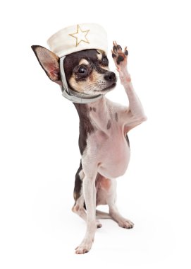 Chihuahua denizci köpek selamlayan